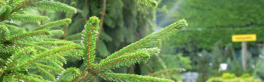 Christbaumkultur